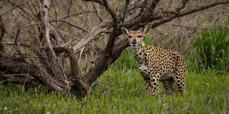 The Impact of Urbanization on Wildlife The Impact of Urbanization on Wildlife