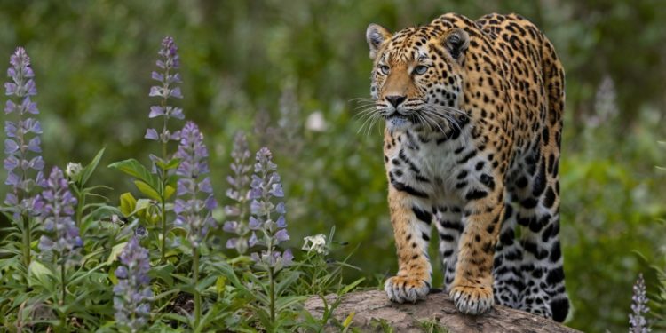 The Importance of Biodiversity: Why It Matters