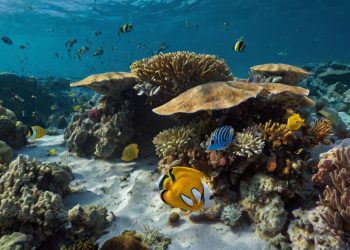 How Climate Change is Affecting Marine Life in 2024